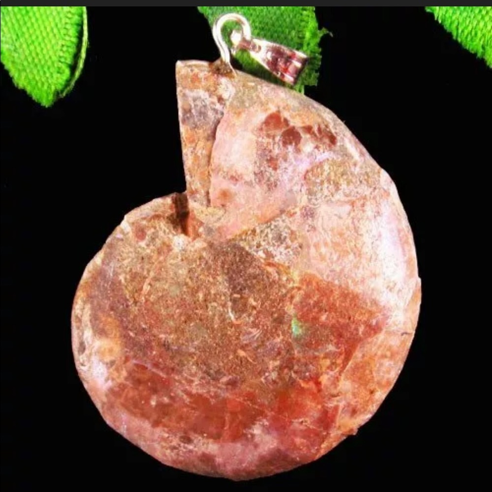 Natural Snail Fossils Pendant